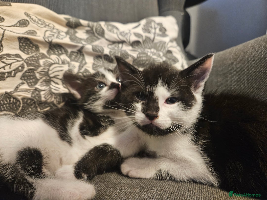 Mixed Breed cats for sale: Beautiful, playful kittens for sale - Image 4