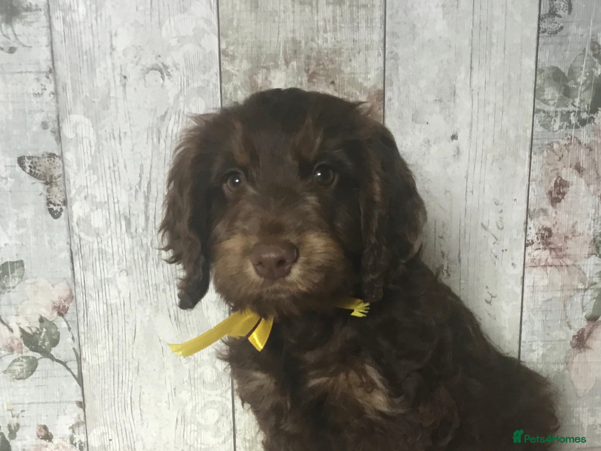 Mixed Breed Puppy 3