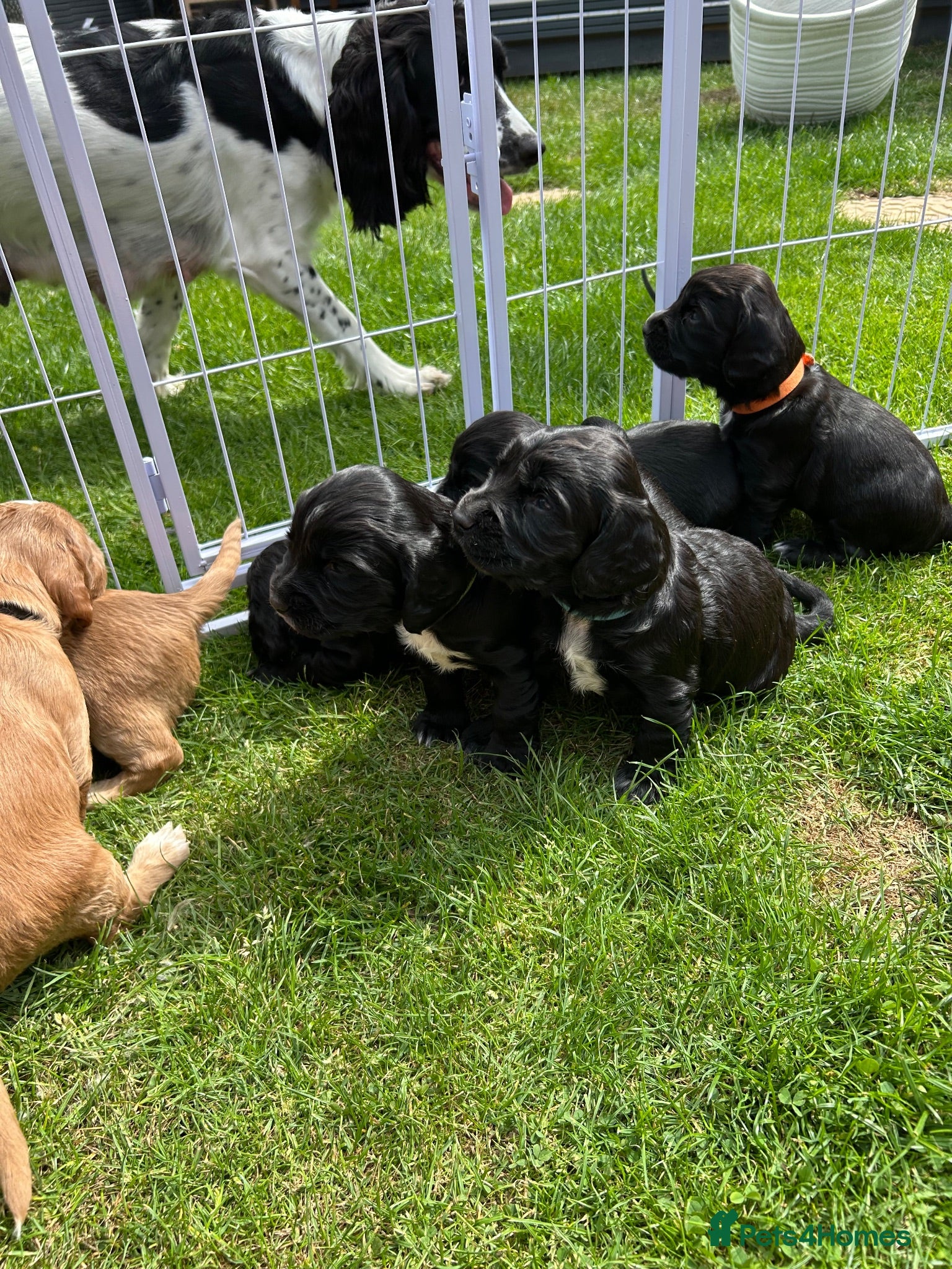 Sprocker dogs Sprocker Spaniel Puppies For Sale - Advert 13