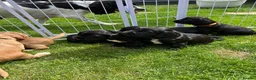 Sprocker dogs for sale: Sprocker Spaniel Puppies For Sale - Advert 1