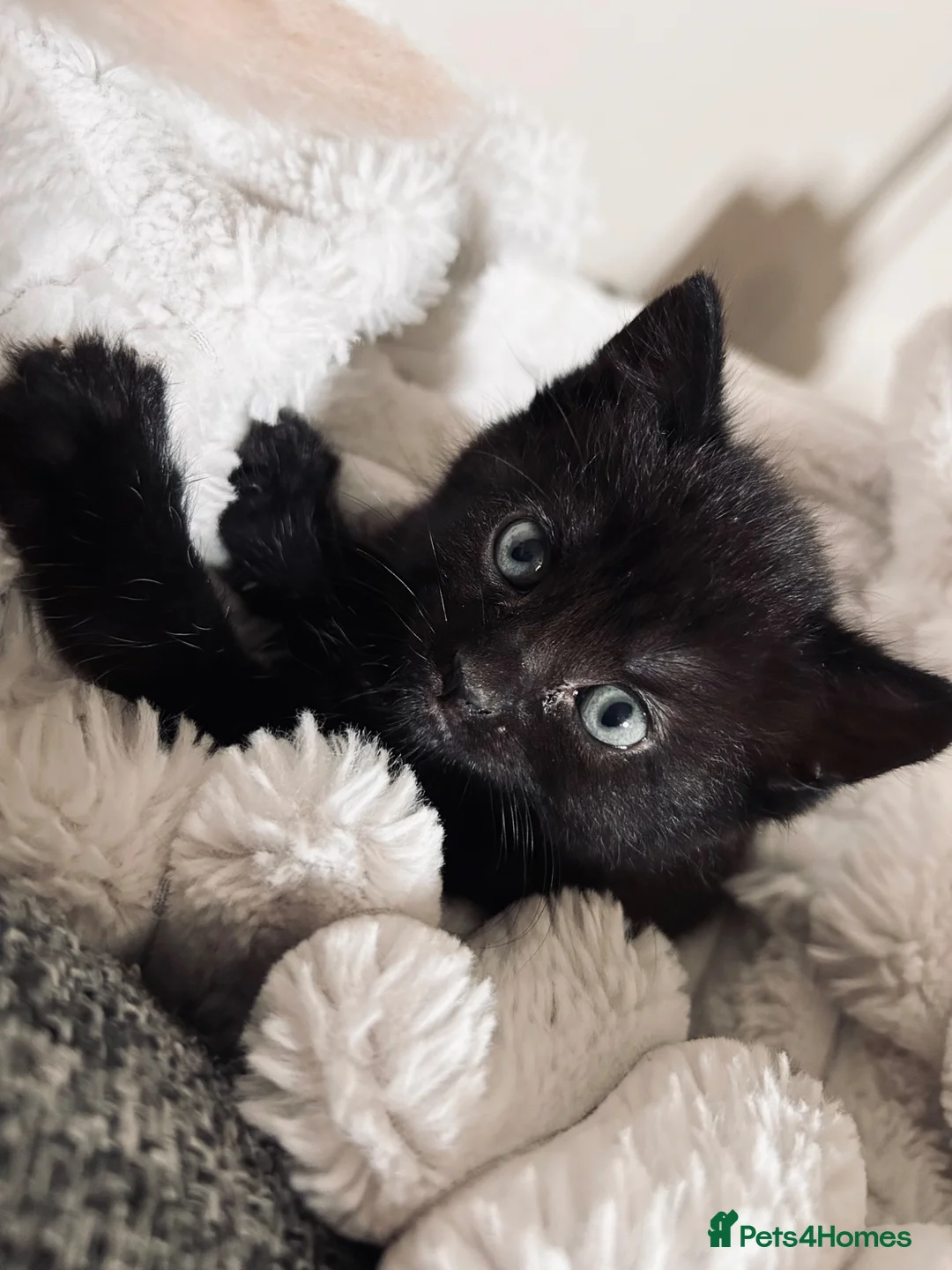 Mixed Breed cats for sale: One black female kitten  - Advert 9