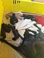 Mixed Breed dogs - Advert 5