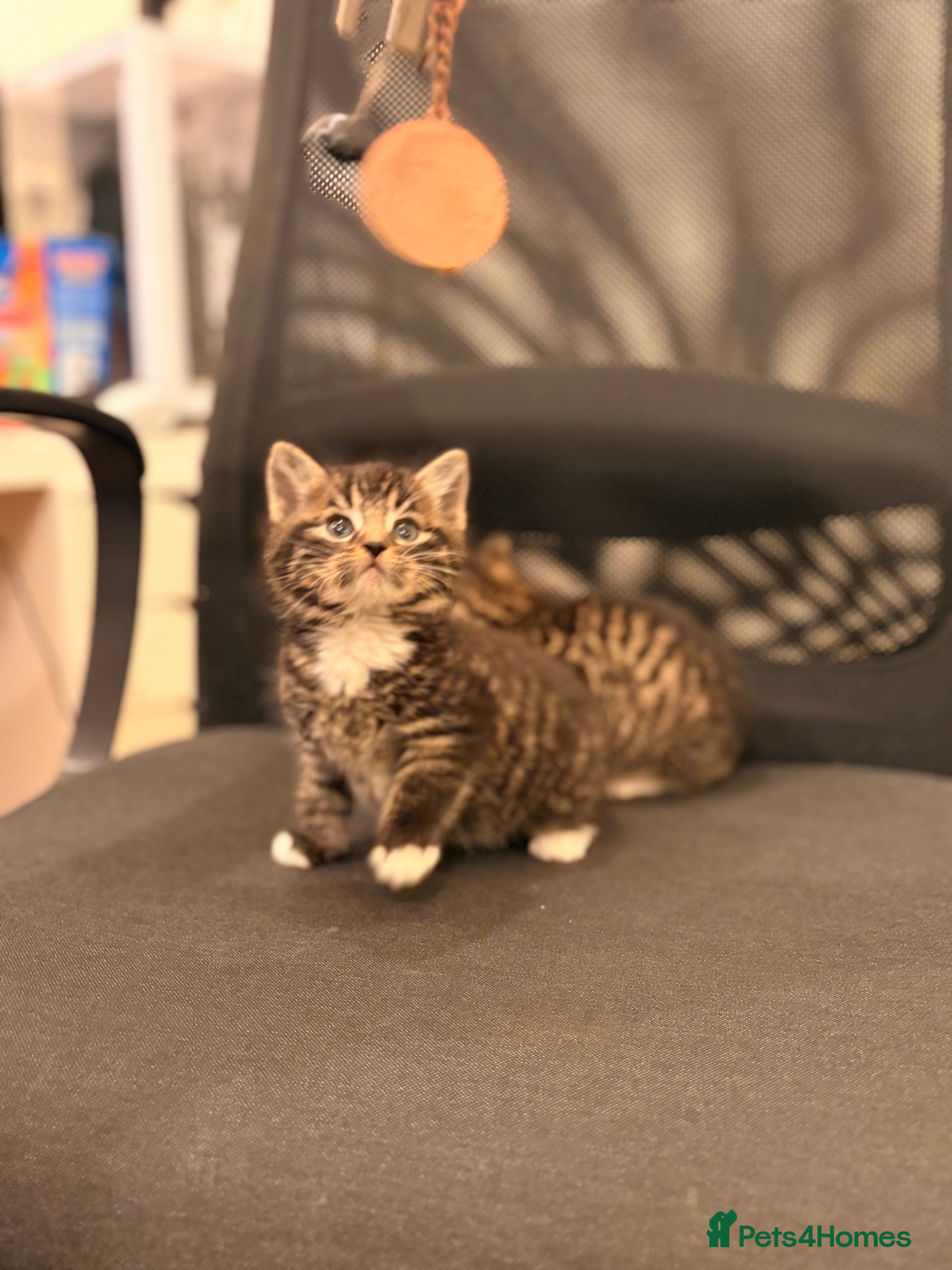 British Longhair cats 1 kitten left  - Advert 3