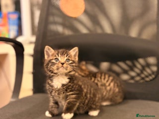 British Longhair cats 1 kitten left - Advert 3