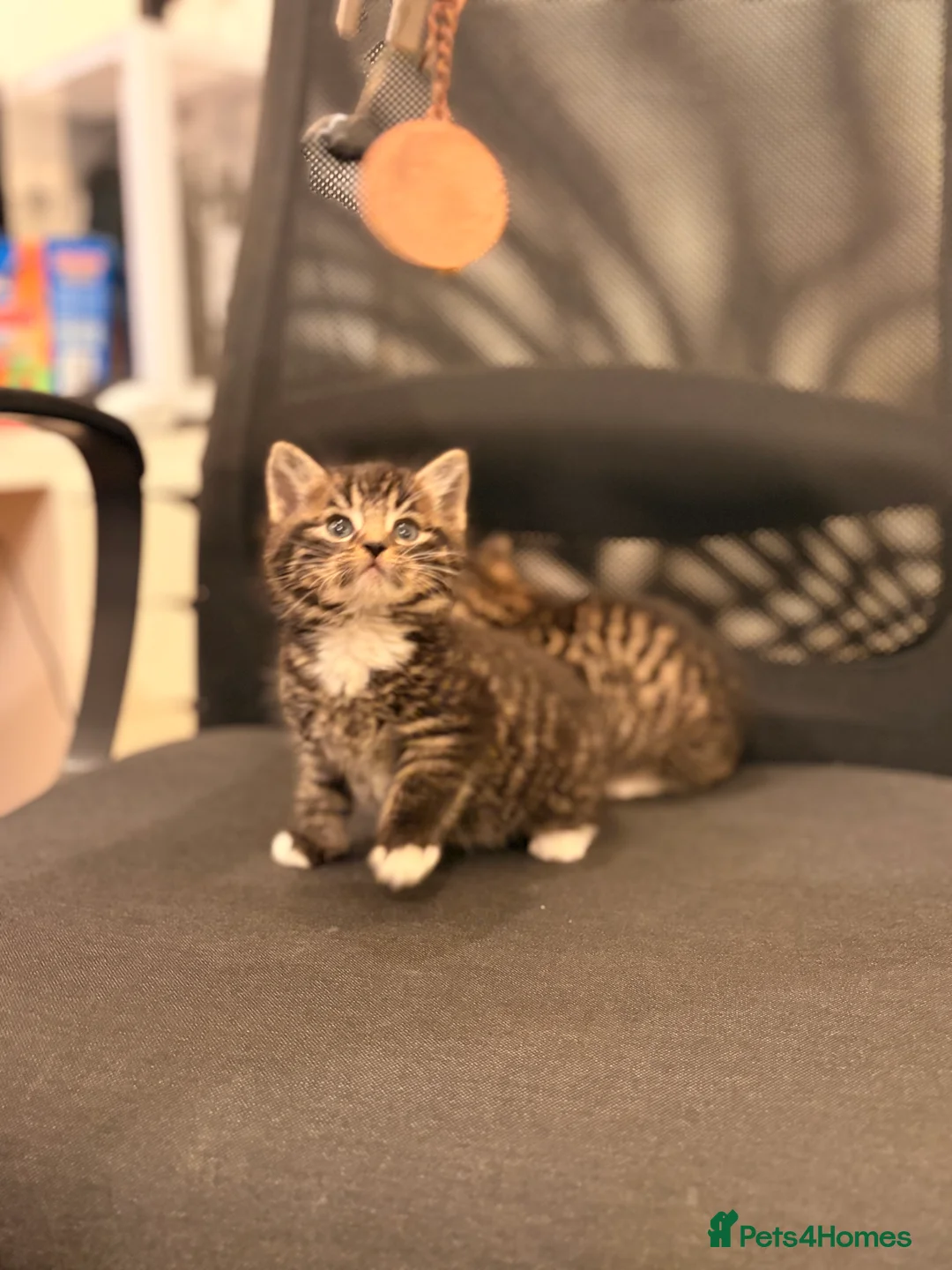 British Longhair cats for sale: 1 kitten left  - Advert 1