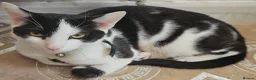 Mixed Breed cats for sale: Loving young black & white male cat - Advert 2
