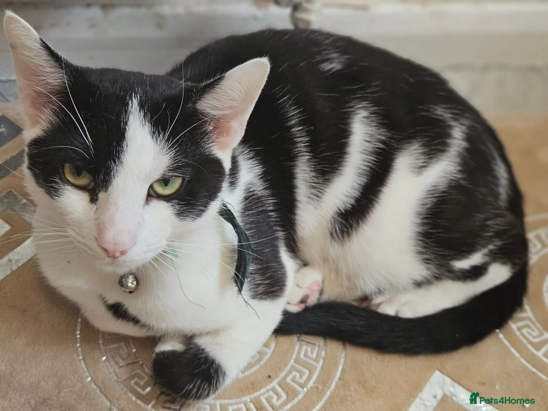 Mixed Breed cats for sale: Loving young black & white male cat - Advert 2
