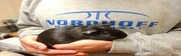 Guinea Pig rodents for sale: Young Female Guinea Pigs - Advert 5