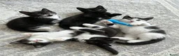 Mixed Breed cats for sale: 5 beautiful kittens  - Advert 2