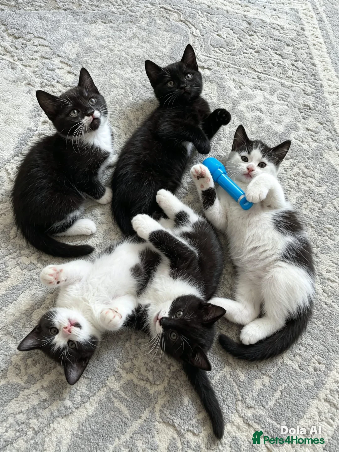 Mixed Breed cats for sale: 5 beautiful kittens  - Advert 2