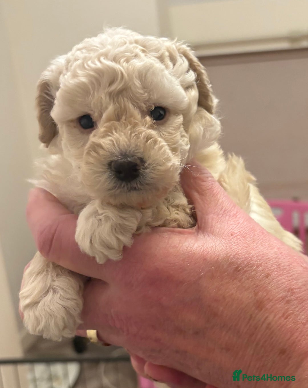 Toy Poodle dogs for sale: KC Registered Toy Poodle Puppies - Advert 5