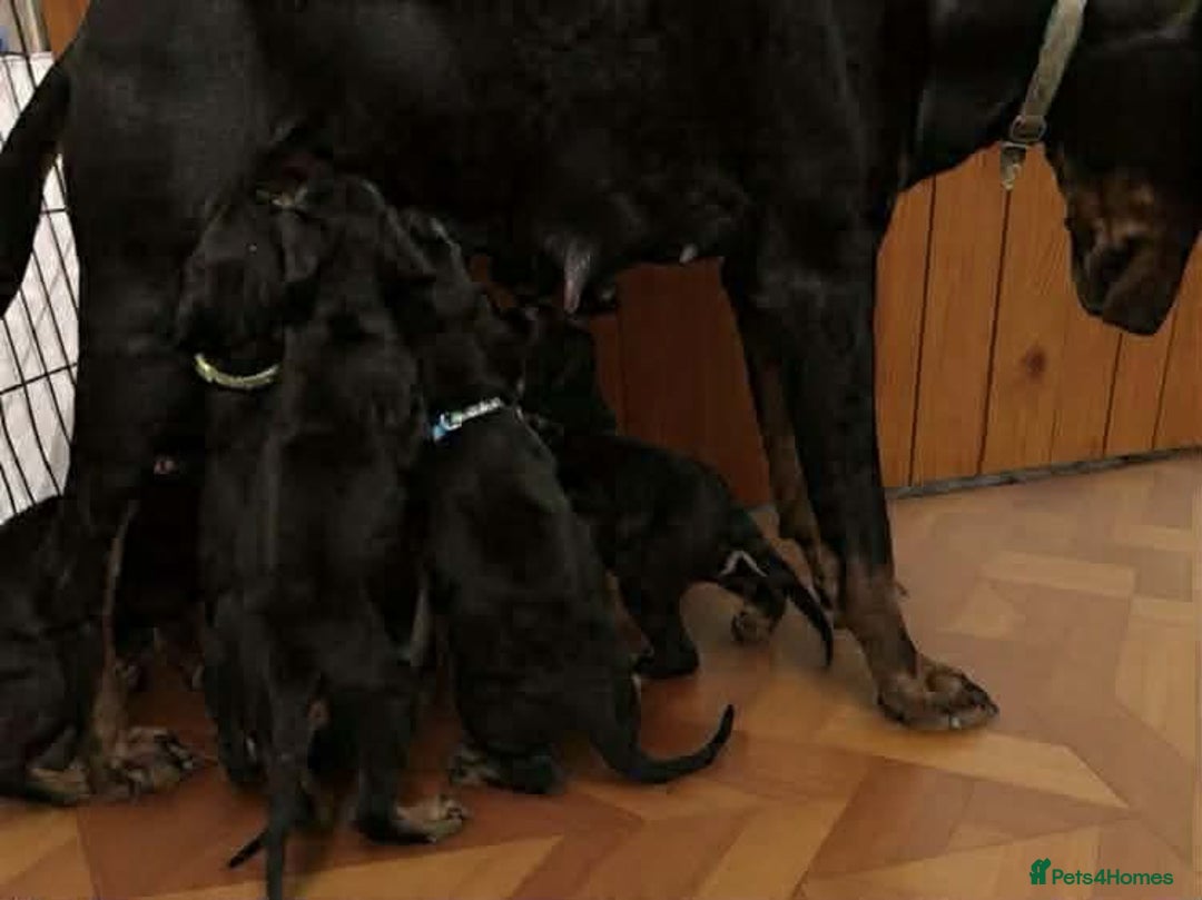 Dobermann dogs for sale: Stunning KC Dobermans champion bloodlines  - Advert 9