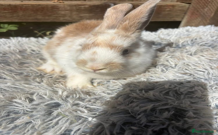 Lionhead rabbits - Advert 2