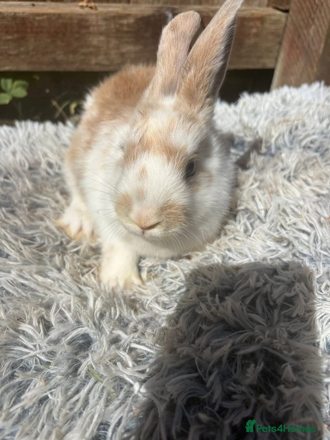 Lionhead rabbits for sale: lionhead bunies - Image 1