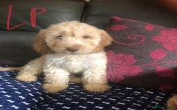 Cockapoo dogs for sale: Fully vac’d Dna health tested clear Cockapoo’s  - Image 1