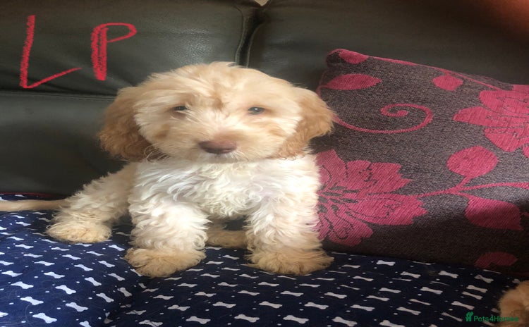 Cockapoo dogs - Advert 5
