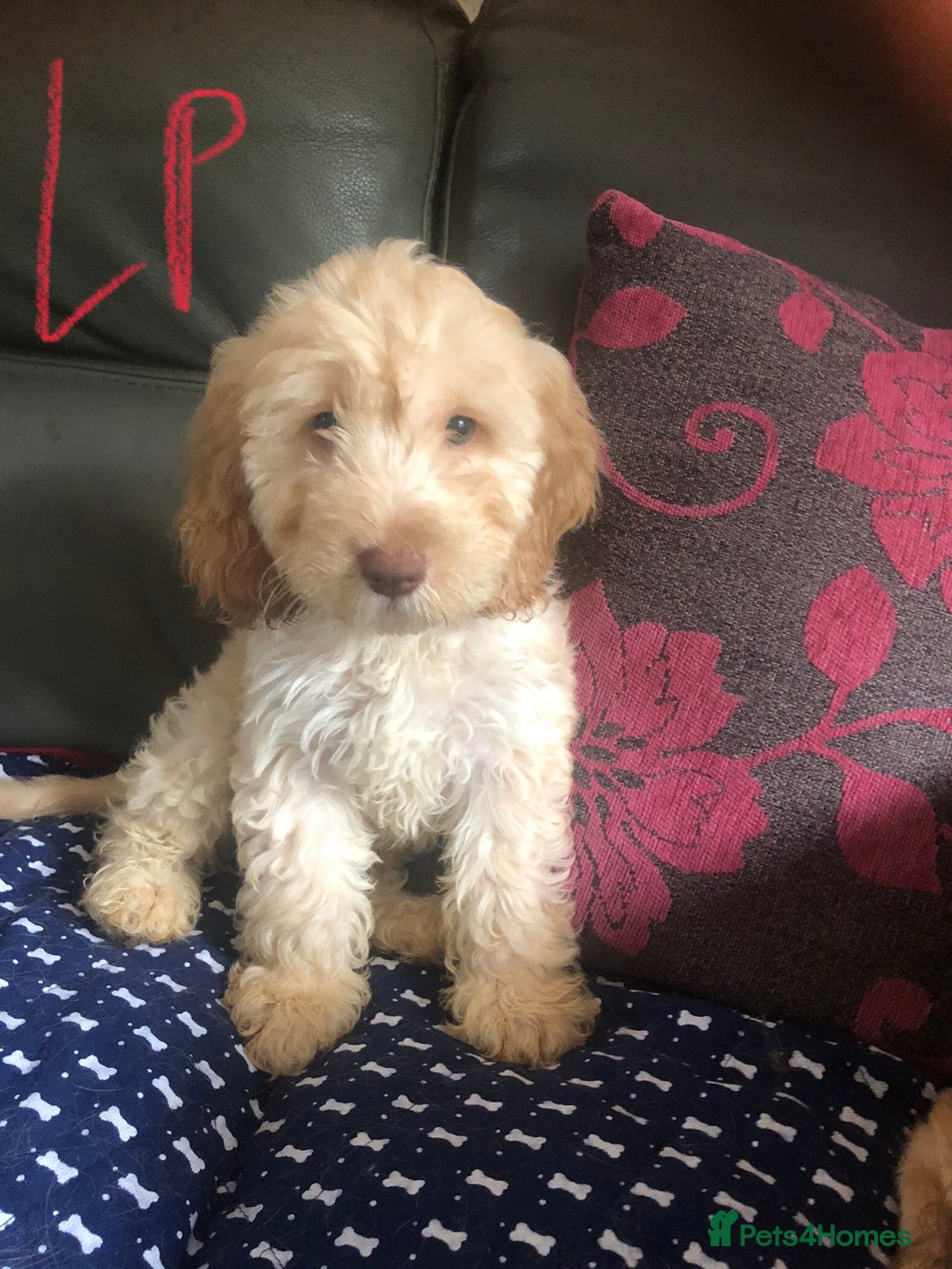 Cockapoo dogs for sale: Fully vac’d Dna health tested clear Cockapoo’s  - Image 1