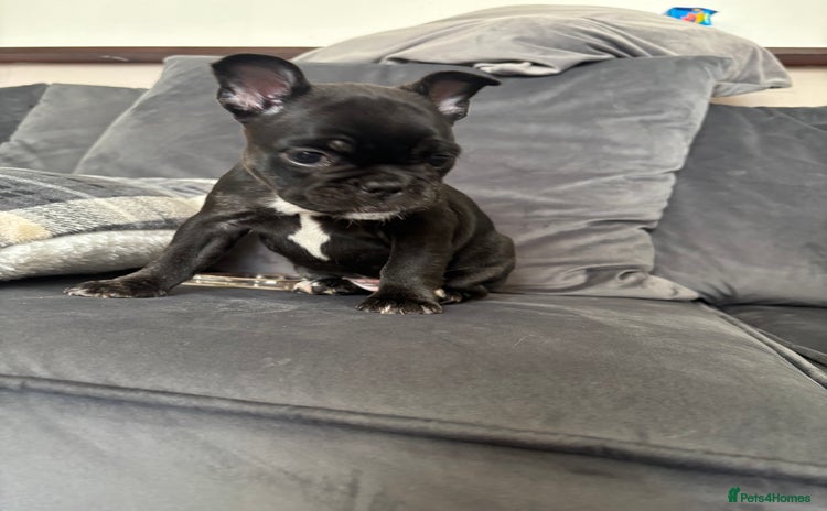 French Bulldog dogs - Advert 3