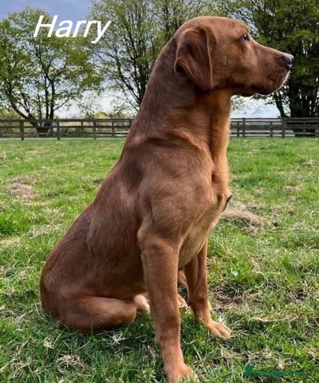 Labrador Retriever dogs for sale: Most Beautiful litter of KC Reg Fox Labradors - Advert 2