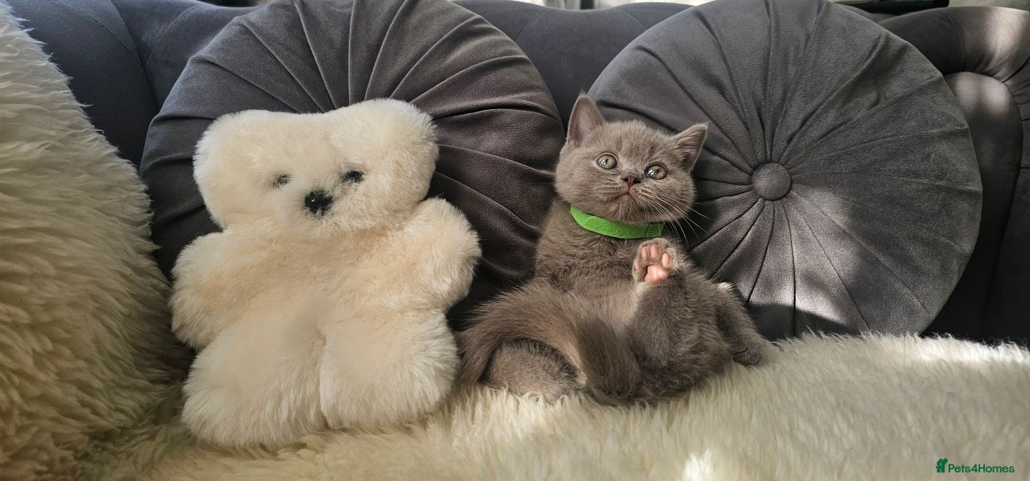 Scottish Fold cats  LILAC Scottish Fold Kitten With Straight Ears - Advert 2