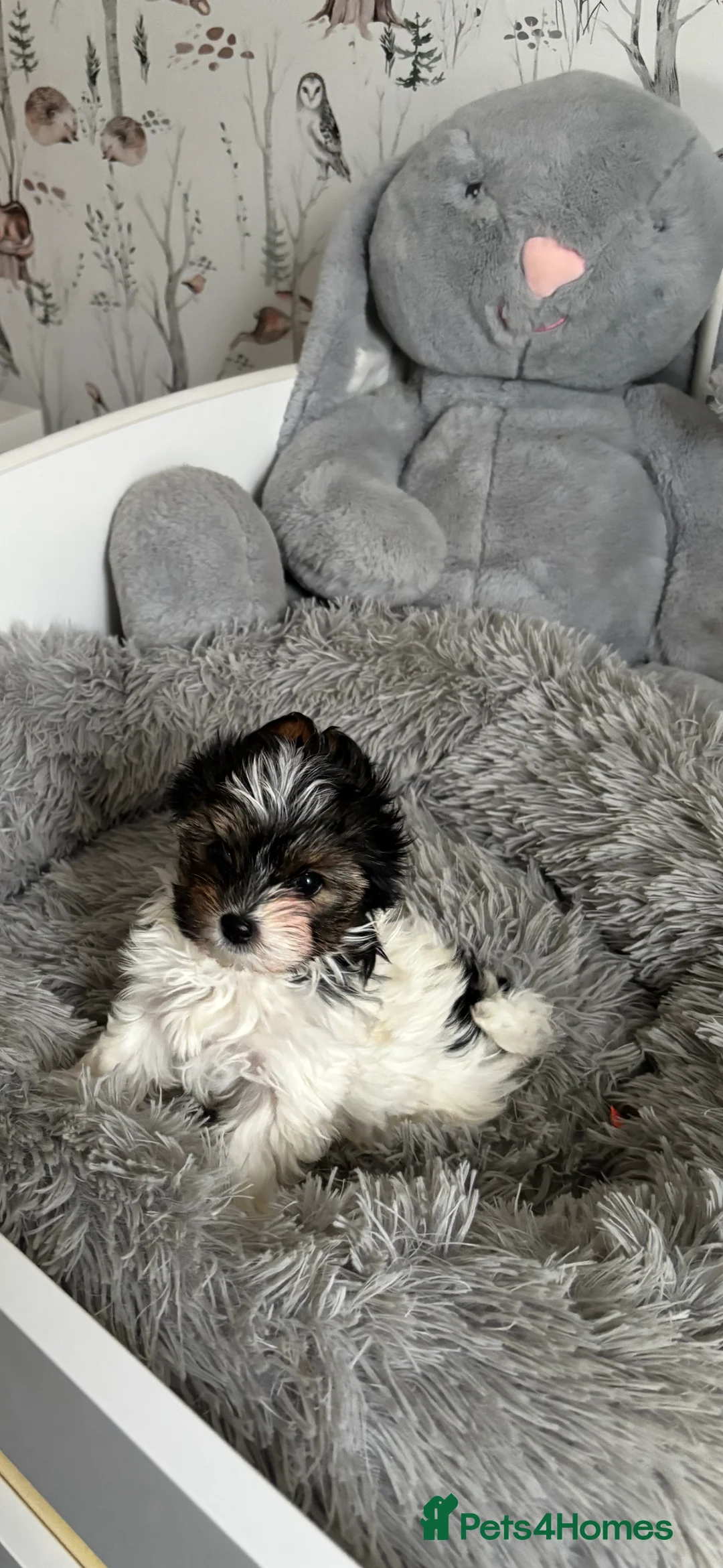 Yorkshire Terrier dogs for sale: 3 VERY SMALL GIRLS LEFT - Advert 5