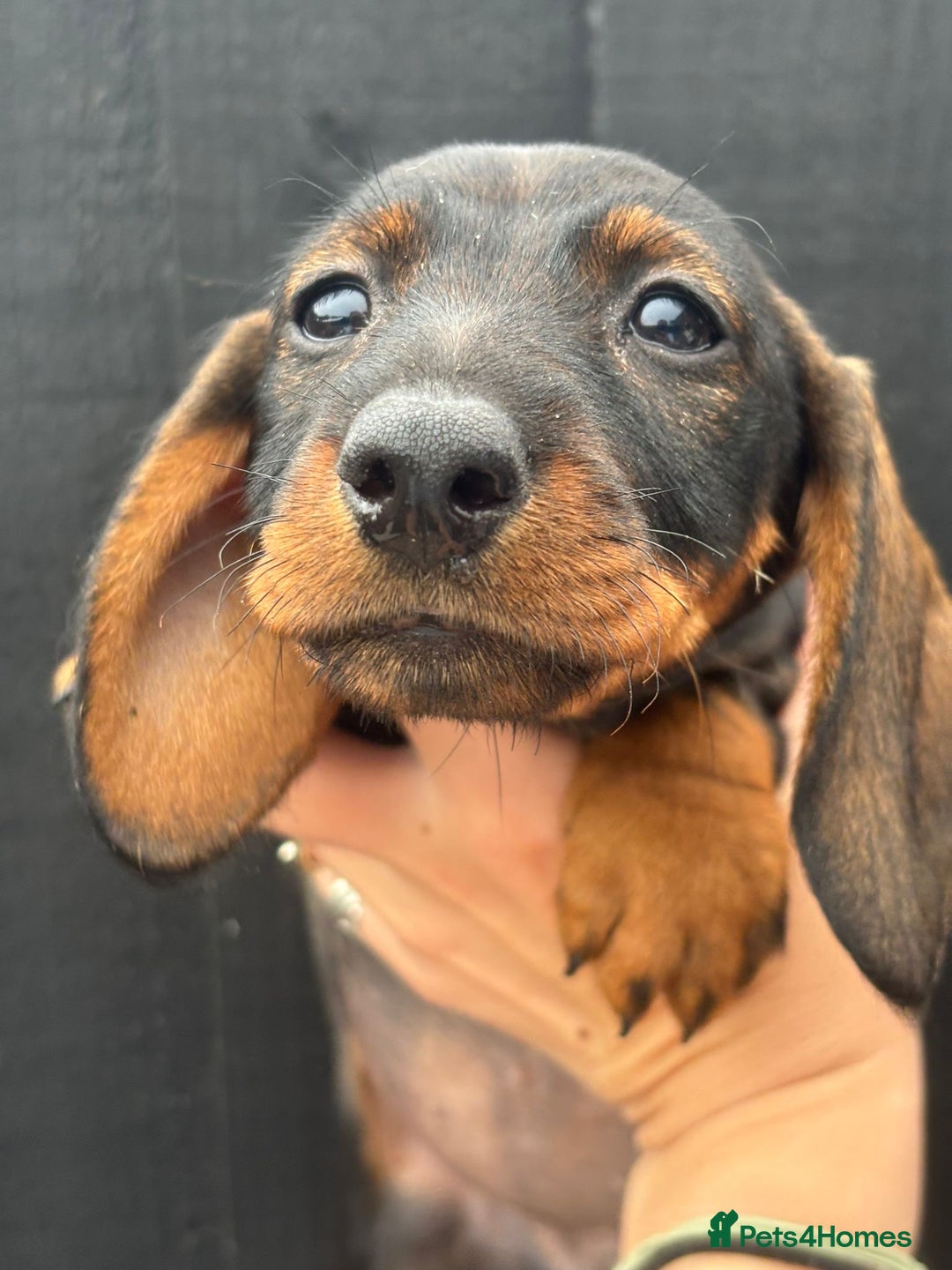 Dachshund dogs for sale: KC Register Standard Wirehaired Dachshund Puppies in Lincoln - Image 34