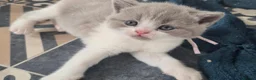 British Shorthair cats for sale: Full british shorthair kittens - Advert 4