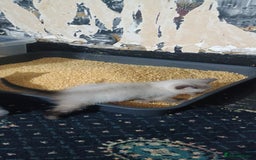 Ragdoll cats for sale: 3 quarters RAGDOLL KITTENS FOR SALE £150 - Image 15