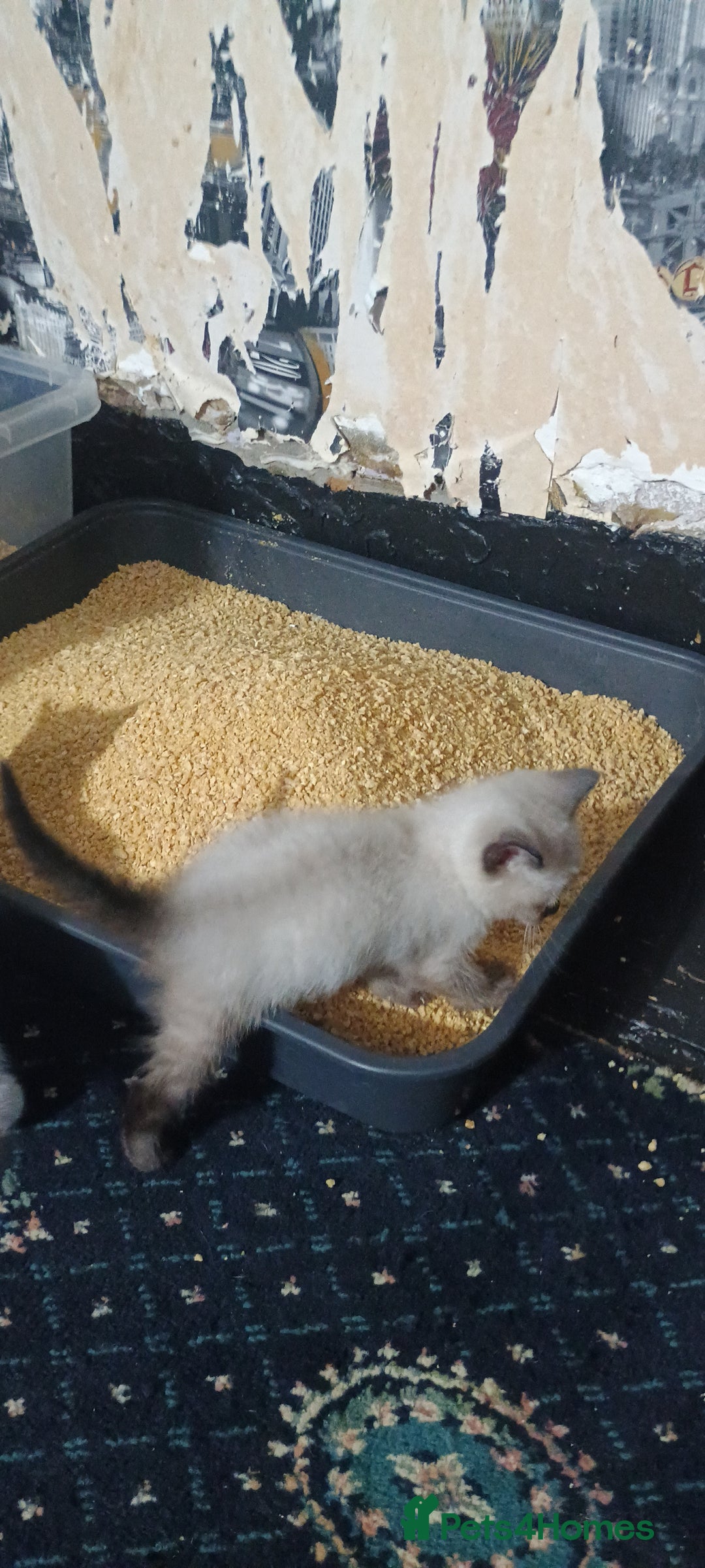 Ragdoll cats for sale: 3 quarters RAGDOLL KITTENS FOR SALE £150 - Image 15