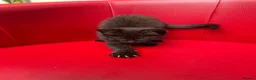 Mixed Breed cats for sale: Big Litter Big Love ❤️  - Advert 5