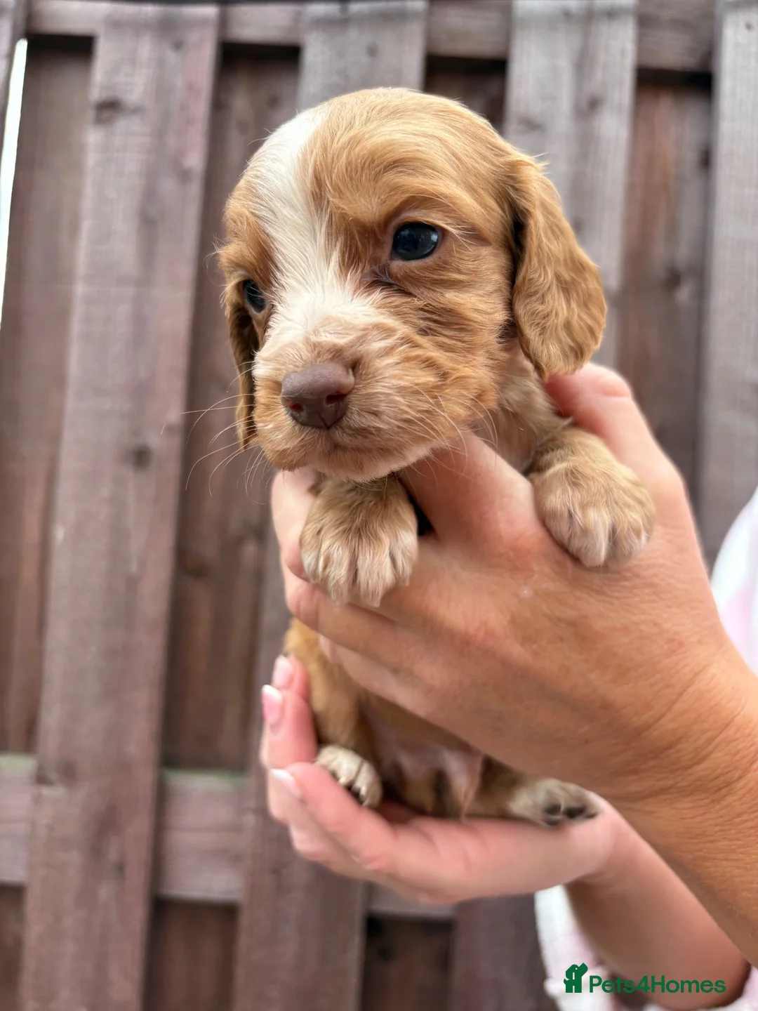 Cocker Spaniel dogs for sale: Cocker spaniel puppies in Doncaster - Advert 2