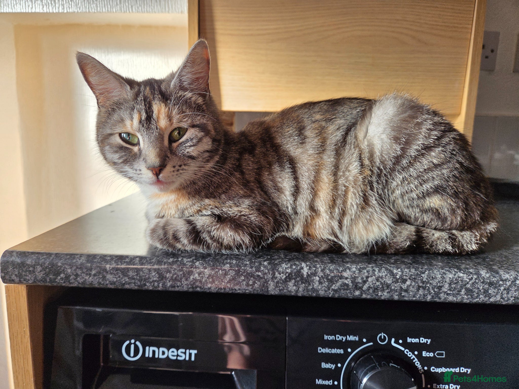 Mixed Breed cats Kittens for sale - Advert 3