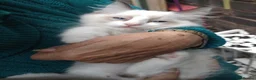 Ragdoll cats for sale: Snowballs Kittens - Advert 15
