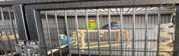 Budgerigars birds for sale: 4 x budgies  in Chester - Advert 2