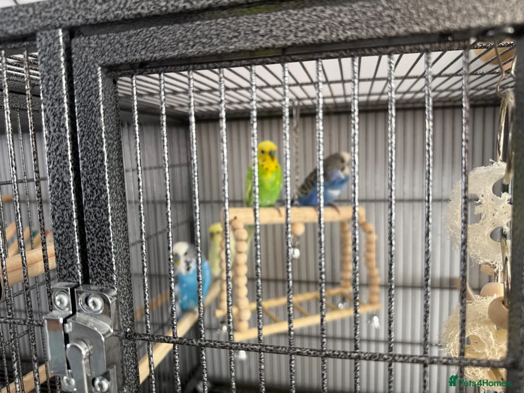 Budgerigars birds for sale: 4 x budgies  in Chester - Advert 2