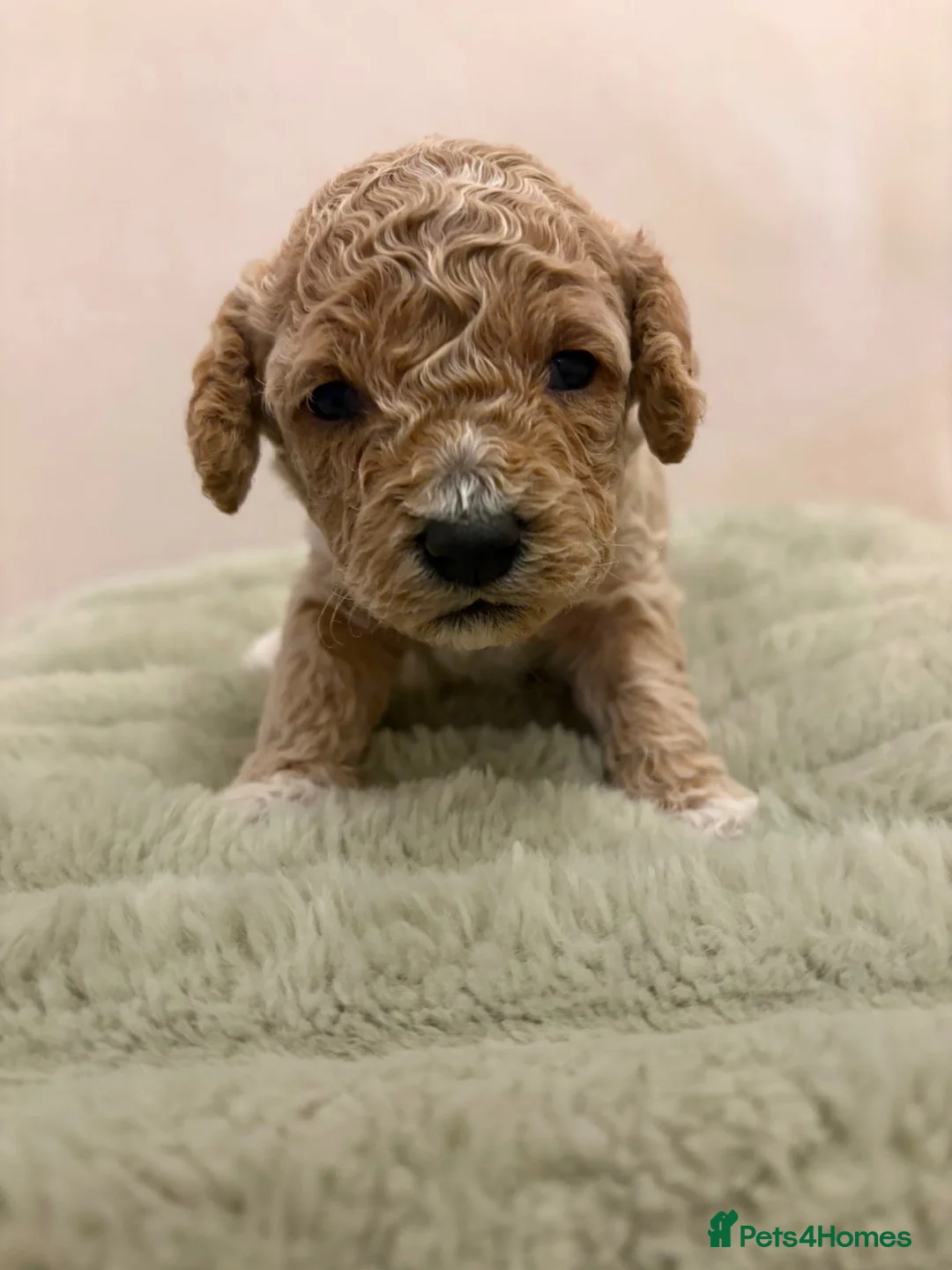 Cockapoo dogs for sale: Cockapoo puppies - Advert 2