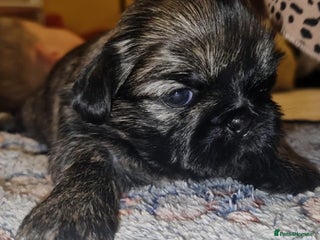 Shih Tzu dogs Imperial Shih Tzu - Advert 7