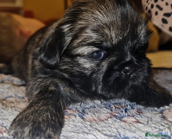 Shih Tzu dogs Imperial Shih Tzu - Advert 10