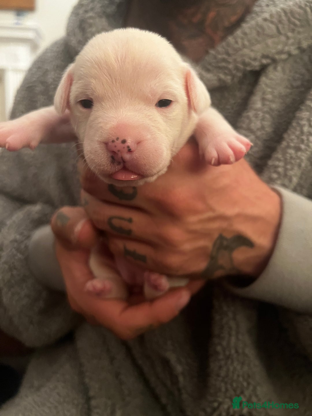 Mixed Breed dogs for sale: Bulldach Puppies - Image 23