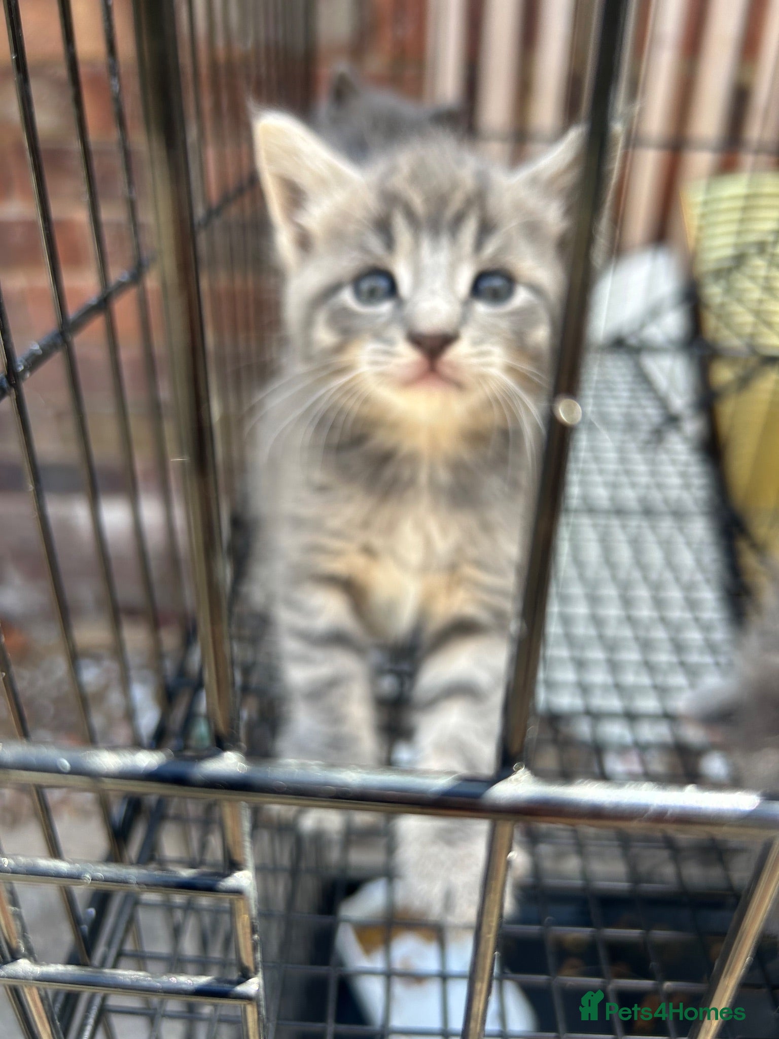 Maine Coon cats Mainecoon kittens blue/slivers greys  - Advert 2