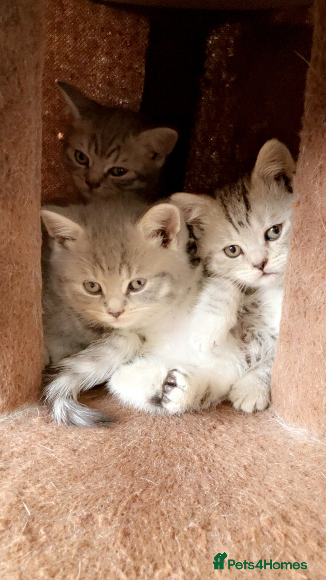 British Shorthair cats for sale: British Shorthair Kittens For Sale - Image 2