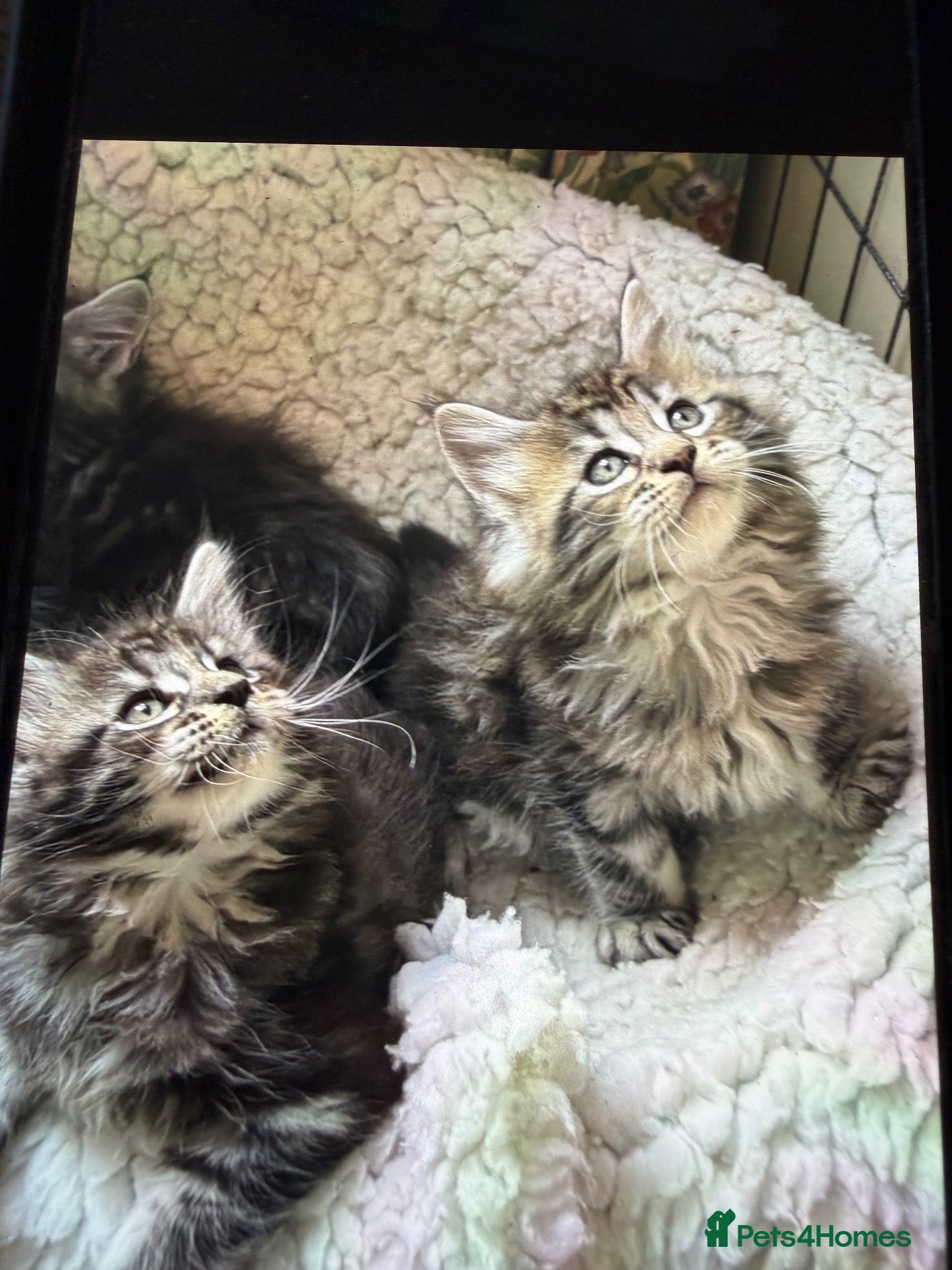 Maine Coon cats Stunning big mainecoon kittens  - Advert 7
