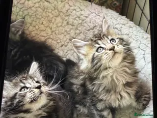 Maine Coon cats Stunning big mainecoon kittens - Advert 7