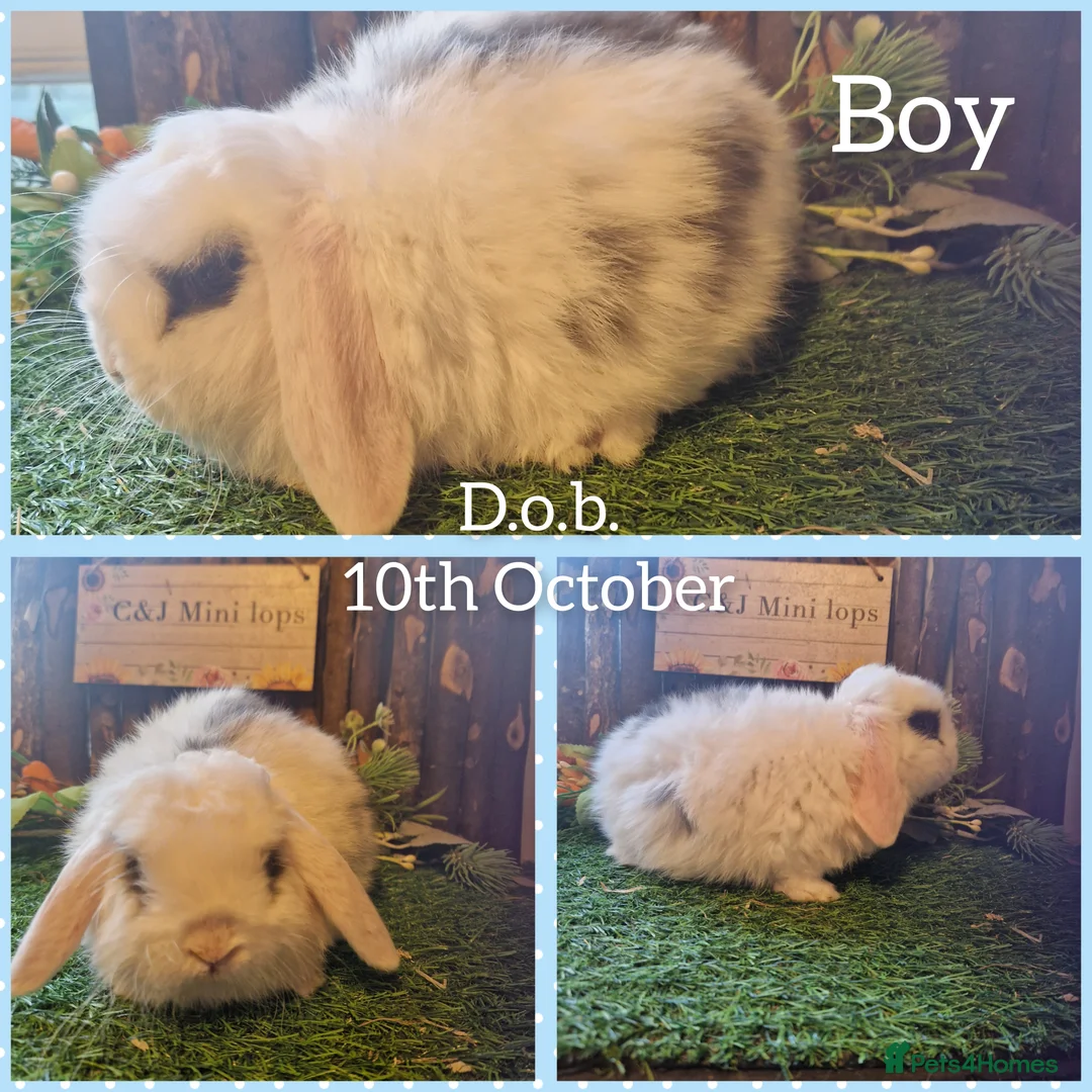 Mini Lop rabbits for sale: Mini lop kits  - Advert 5