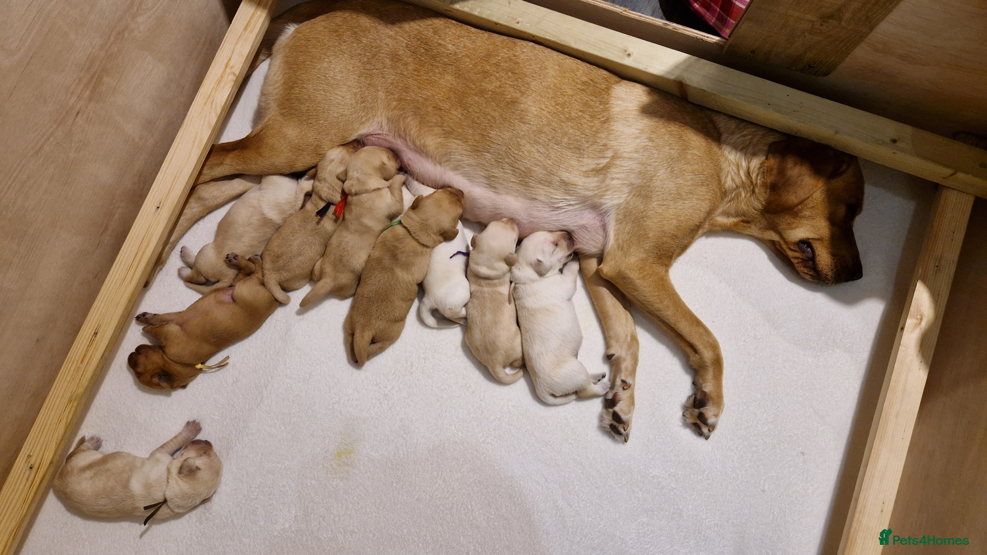 Labrador Retriever dogs Labrador retriever puppies  - Advert 1