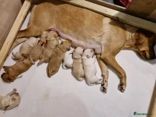 Labrador Retriever dogs Labrador retriever puppies - Advert 1