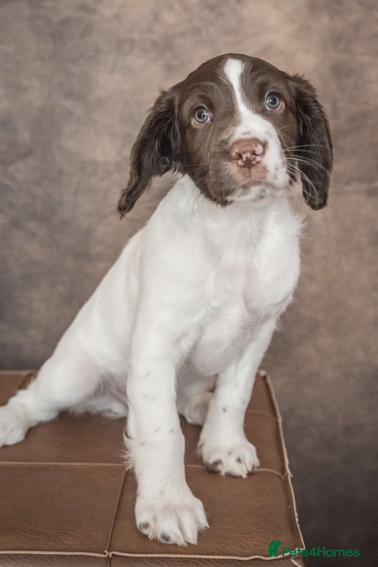 English Springer Spaniel dogs English Springer Spaniel Pups - Advert 18