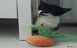 British Shorthair cats for sale: Beautiful kittens  - Image 5