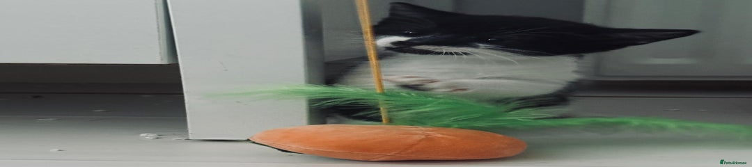 British Shorthair Kitten 1