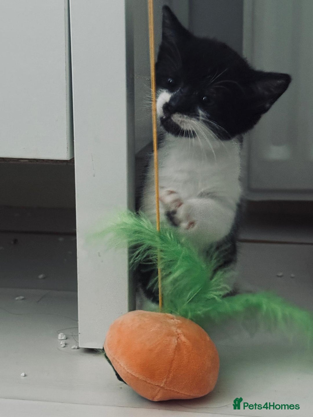 British Shorthair cats for sale: Beautiful kittens  - Image 5